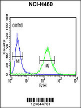 XPA Antibody (C-term)