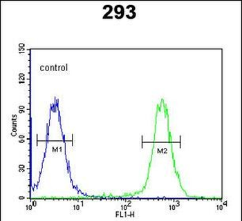 CSGALNACT2 Antibody (Center)