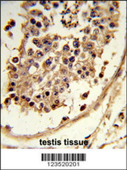 CXCR7 Antibody (C-term)
