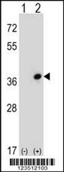 CDC42EP3 Antibody (N-term)