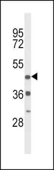DRD4 Antibody (Center)