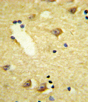 DRD4 Antibody (Center)