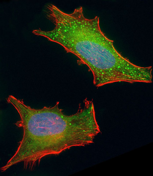 BMI1 Antibody