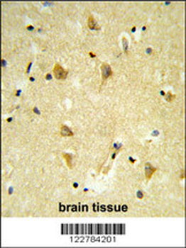 MPV17 Antibody (N-term)