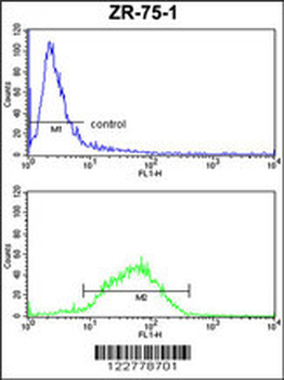 HSPA4L Antibody (C-term)