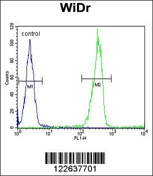 LGALS2 Antibody (Center)