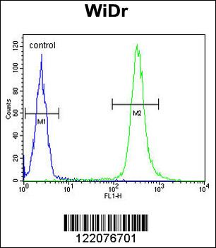 ANXA7 Antibody (Center)