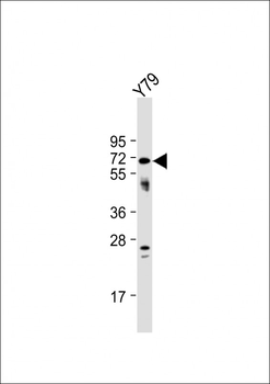 NEURL Antibody (Center)