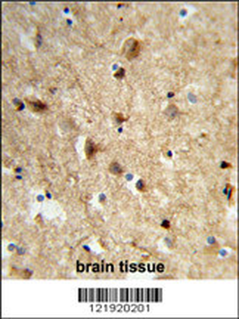 NEURL Antibody (Center)