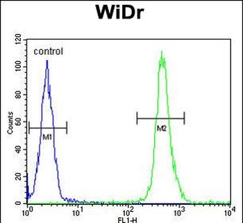 VPS26A Antibody (Center)