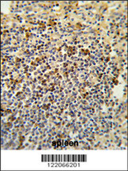 BAT4 Antibody (C-term)