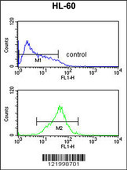 CARD4 Antibody (C-term)
