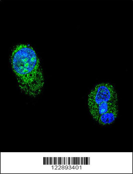 HNF1A Antibody (Center)