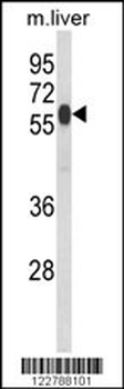 PHYH2 Antibody (C-term)