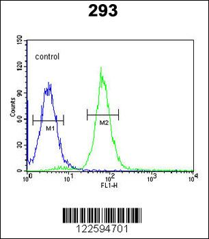 PHYH Antibody (N-term)