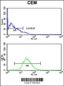 HSPA6 Antibody (C-term)