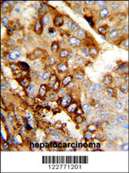 DERL2 Antibody (C-term)