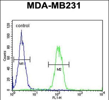 EGLN2 Antibody (Center)