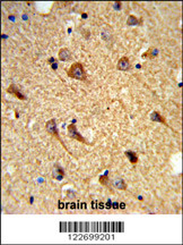 CNTNAP2 Antibody (Center)