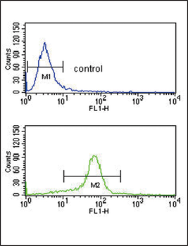 CACNA2D1 Antibody (N-term)