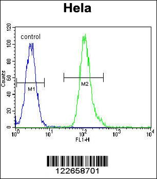 VIME Antibody