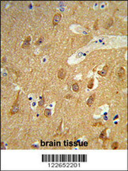 TSPAN12 Antibody (C-term)