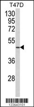 NCF1C Antibody (C-term)