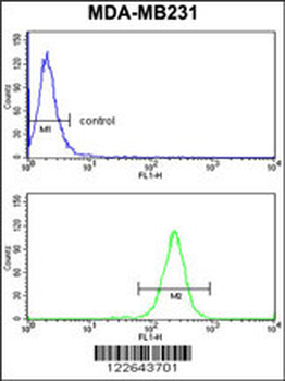NCF1C Antibody (C-term)