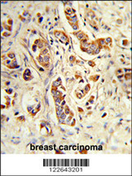 NCF1C Antibody (C-term)
