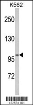ATP12A Antibody (Center)