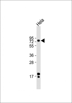 ATF6 Antibody (Center)