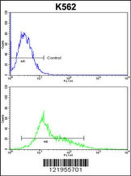 PARD3 Antibody (C-term)