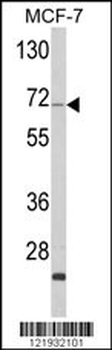 ZYG11A Antibody (N-term)