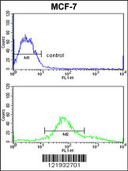 ZYG11A Antibody (N-term)
