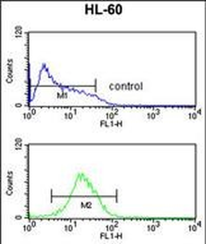 NR1I2 Antibody (Center)