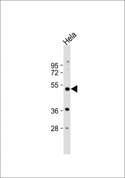 NR1I2 Antibody (Center)