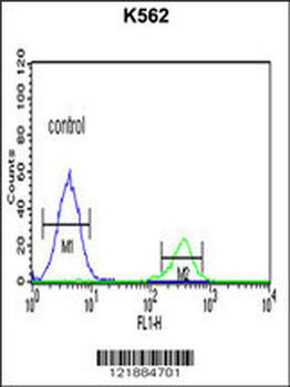 KIR3DS1 Antibody (C-term)