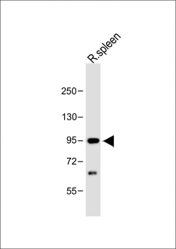 CBLB Antibody (Center)