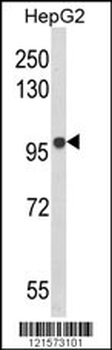 BANK1 Antibody (Center)
