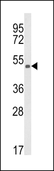 KMO Antibody (Center)