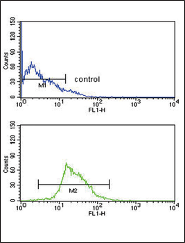 KMO Antibody (Center)