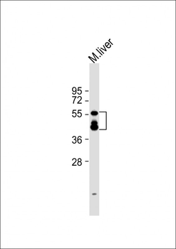 KMO Antibody (Center)