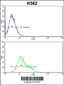 ICAM1 Antibody (C-term)