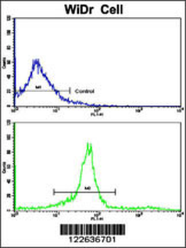 KLC1 Antibody (Center)