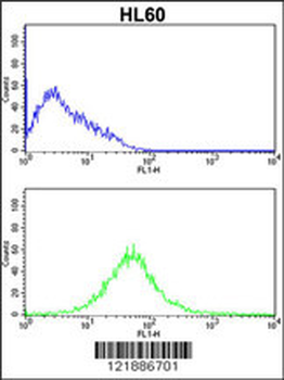 KLRC2 Antibody (N-term)