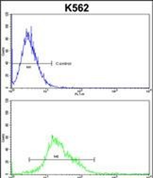 PTK2 Antibody (C-term)