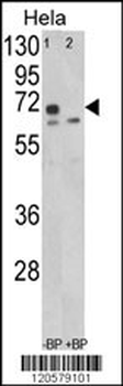 LMOD1 Antibody (Center N201)