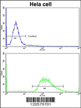 LMOD1 Antibody (Center N201)