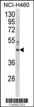 GAPDHS Antibody (Center)