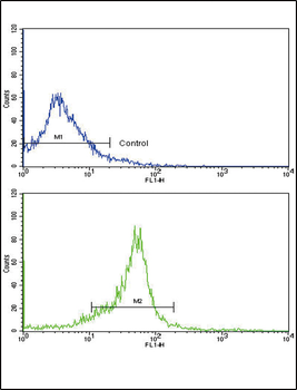 WNT5B Antibody (Center)